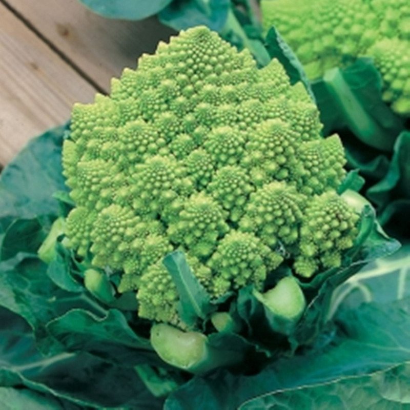 Broccoli Romanesco San Giuseppe