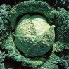 Savoy Cabbage D'Aubervilliers