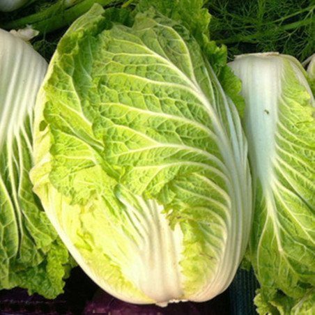 Chinese Cabbage Napa Kyoto