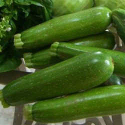 Squash Zucchini Nimba