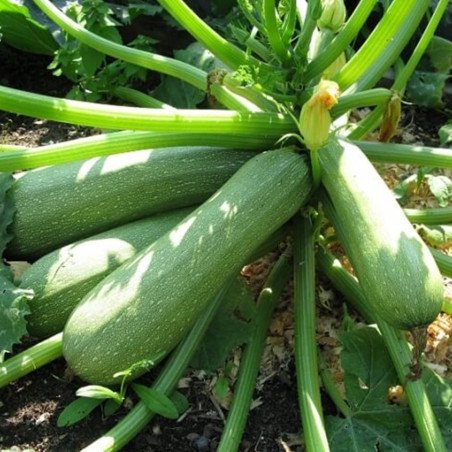 Squash Zucchini Malysh