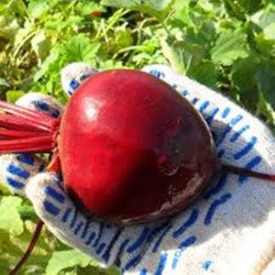Beetroot Red Ball