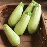 Squash Zucchini Lebanese White Bush