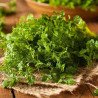 French Parsley Chervil Brusseler Winter