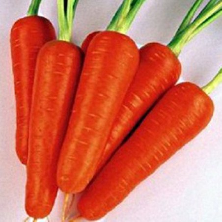 Carrot Mango