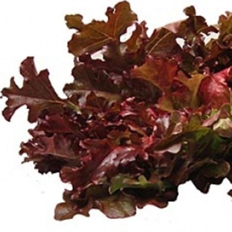 Baby Leaf Lettuce Curly Red