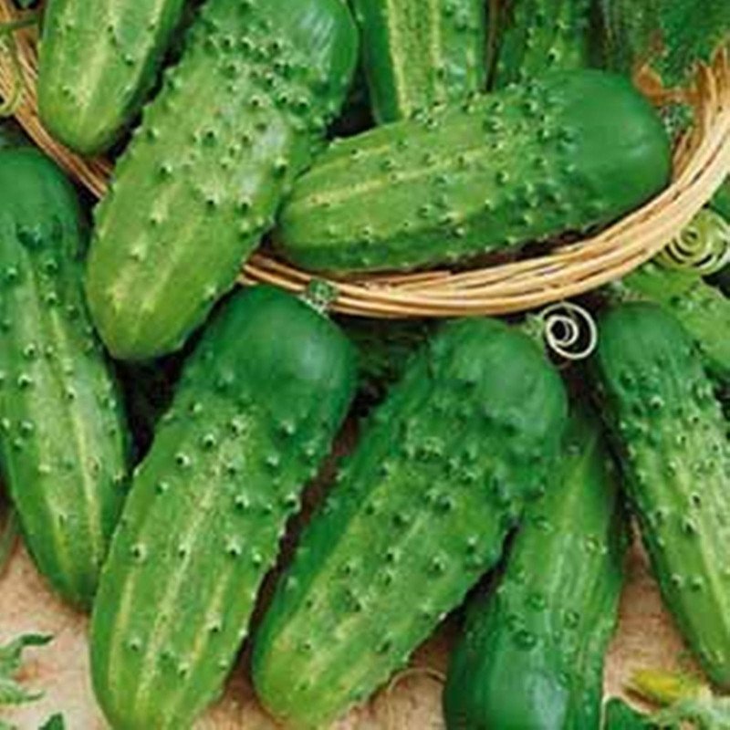 Cucumber September