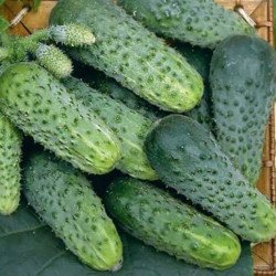 Cucumber Soplika F1