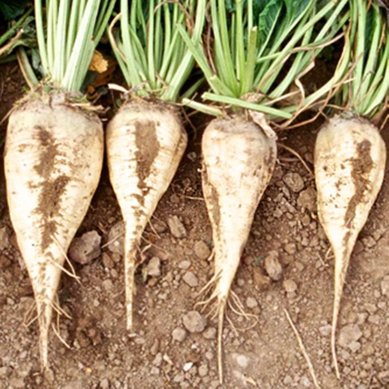 Sugar Beet