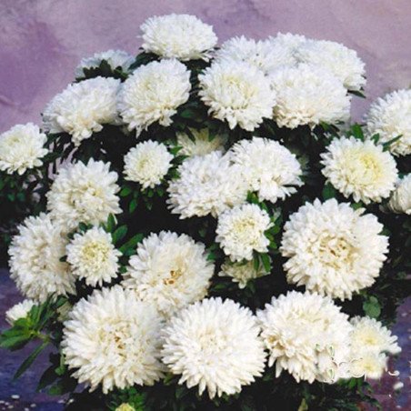 Dwarf Aster White