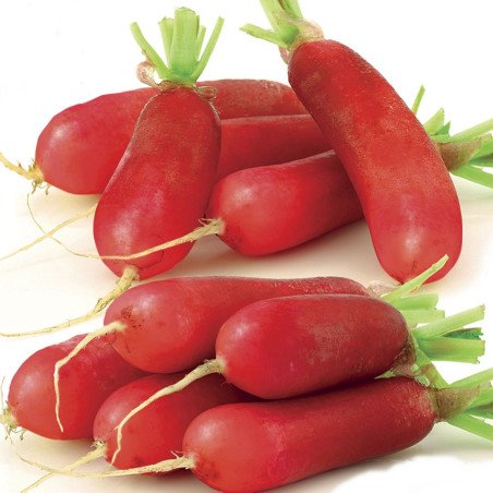 French Radish Warta