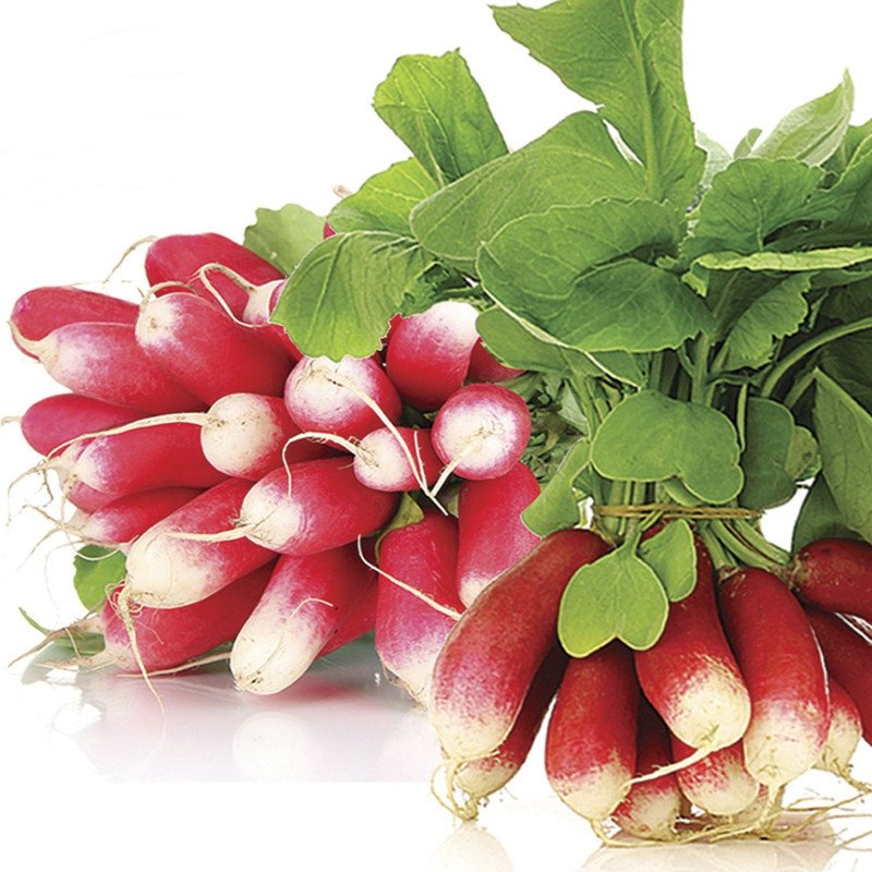 French Radish Feu Vif Flamboyant