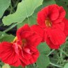 Garden Nasturtium Scarlet Brilliance