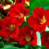 Garden Nasturtium Scarlet Brilliance