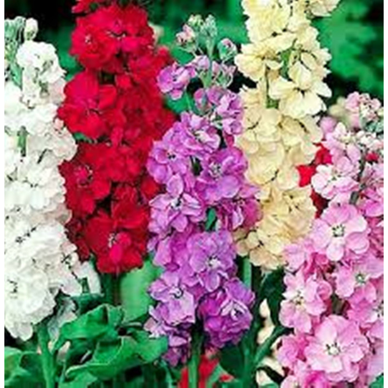 Левкой високий суміш