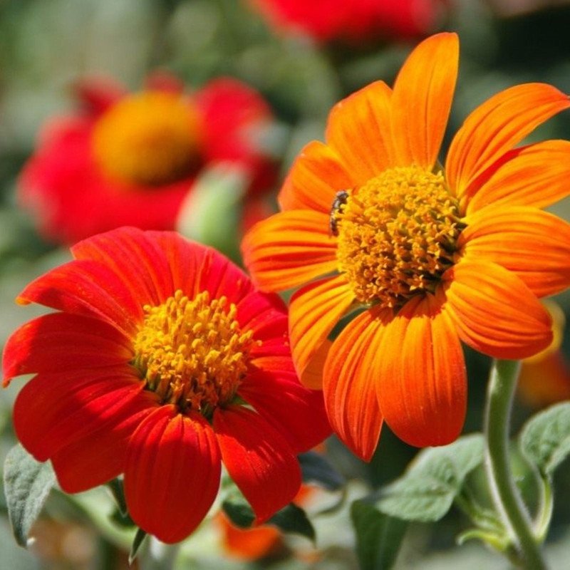 Mexican Sunflower