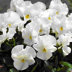 Pansy Viola Corona White