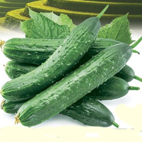 Cucumber General Lee F1