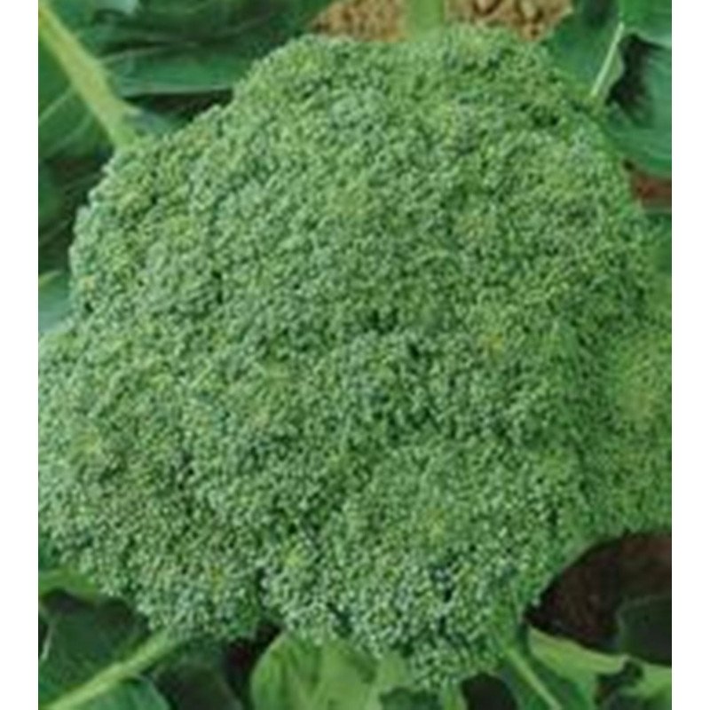 Broccoli Vitamin