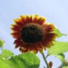 Sunflower Decorative Morning Sun