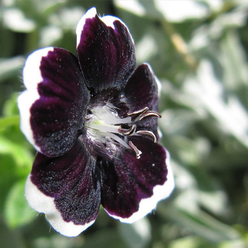 Немофіла дисковидна Чорна Пенні