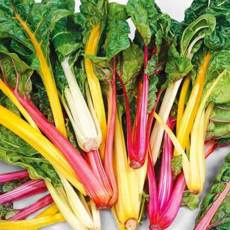 Chard Mangold Rainbow Mix