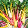 Chard Mangold Rainbow Mix