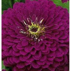Dwarf Zinnia Purple
