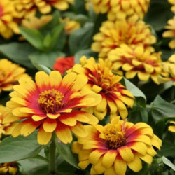 Zinnia Old Mexico