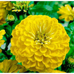Zinnia Oreol