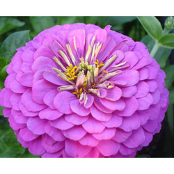 Zinnia Mechta