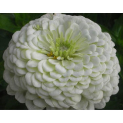 Zinnia Polar Bear
