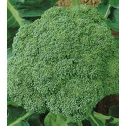 Broccoli Vitamin