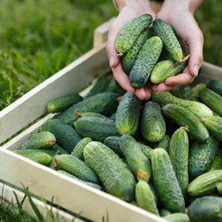 Cucumber Field Cornichon