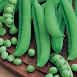 Peas Ilovetsky