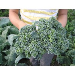 Broccoli Tonus