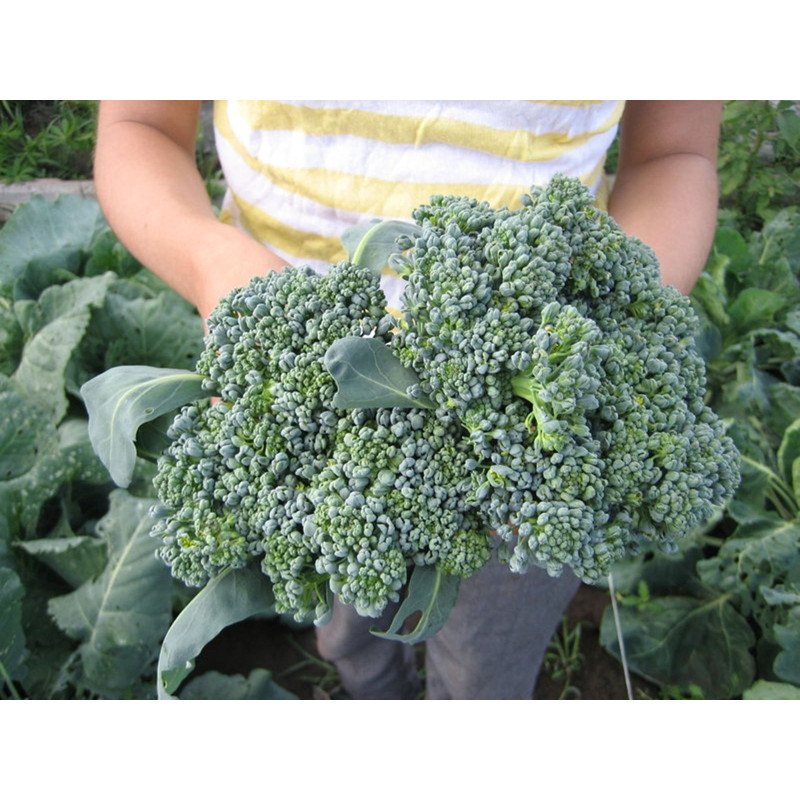 Broccoli Tonus