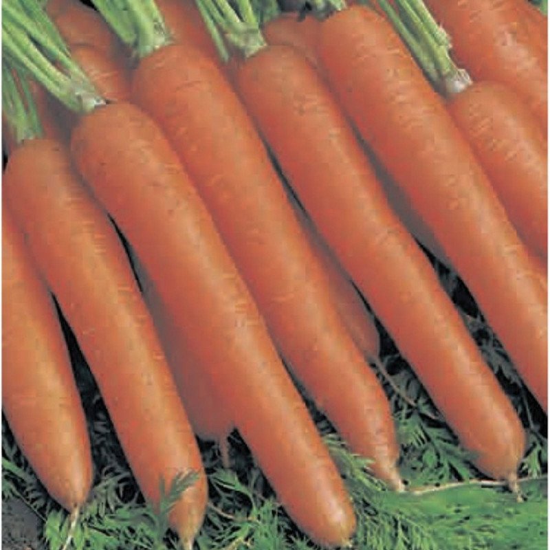 Carrot Rodelika