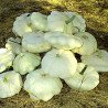 Squash Vert Pale De Bennings