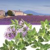 French Summer Thyme Provence