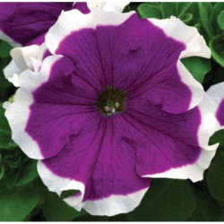 Petunia Pikoti Purple F1