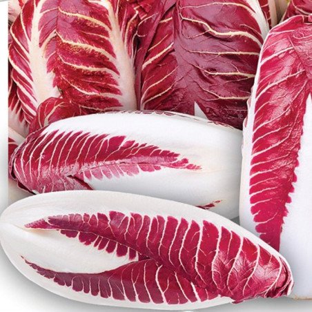 Chicory Radicchio Rossa di Verona Arca