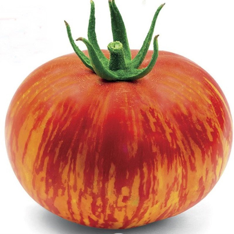 Tomato Red Furry Boar