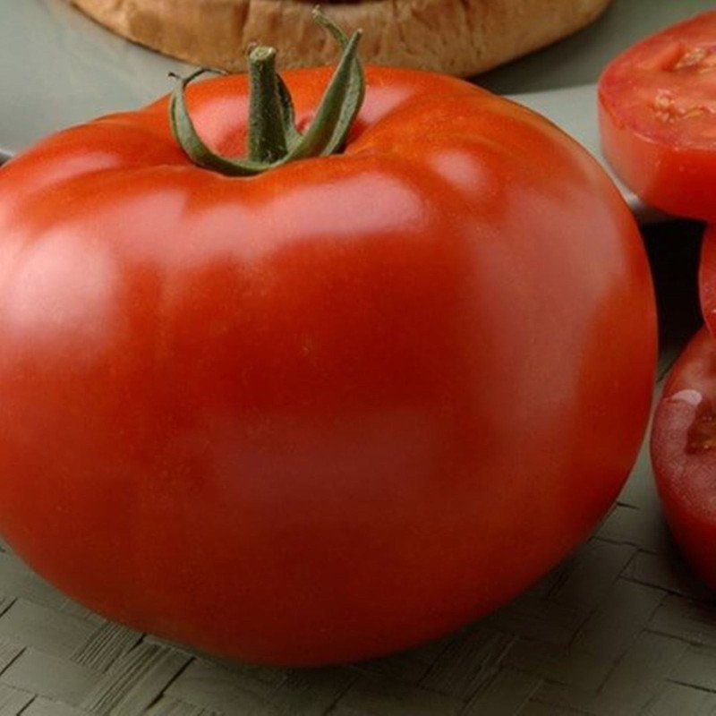 Tomato Red Camel