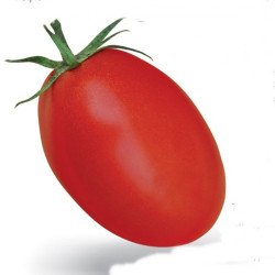 Tomato Bakir
