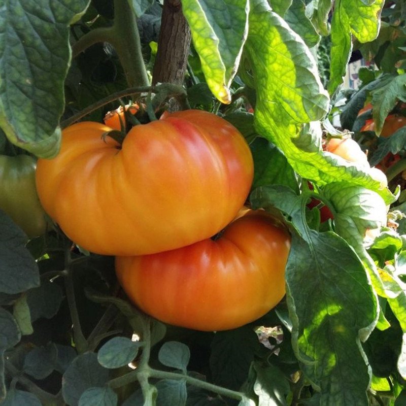 Tomato Texas Star