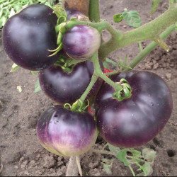 Tomato Purple