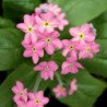 Alpine Forget Me Not Pink