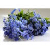 Alpine Forget Me Not Blue