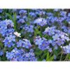 Alpine Forget Me Not Blue